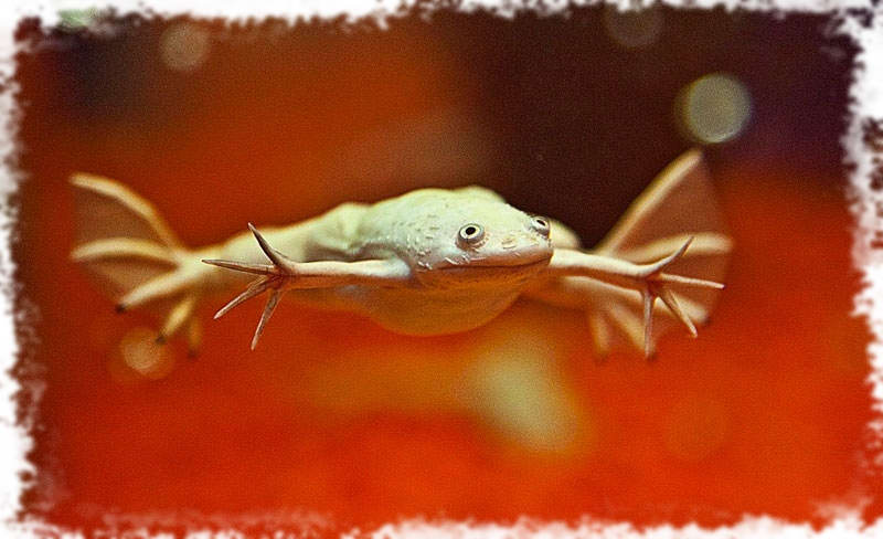 шпорцевая лягушка