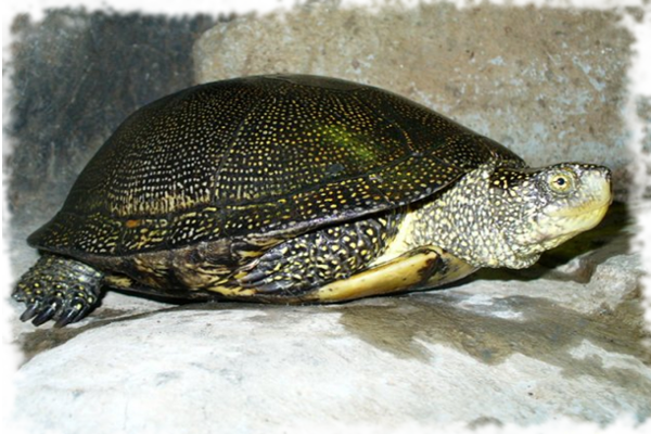 болотная черепаха красиво