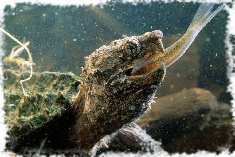 черепаха ест рыбу