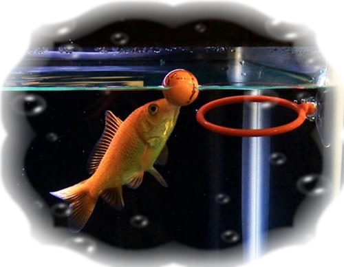 Реферат: Неоновая рыбка. Происхождение, уход, разведение.