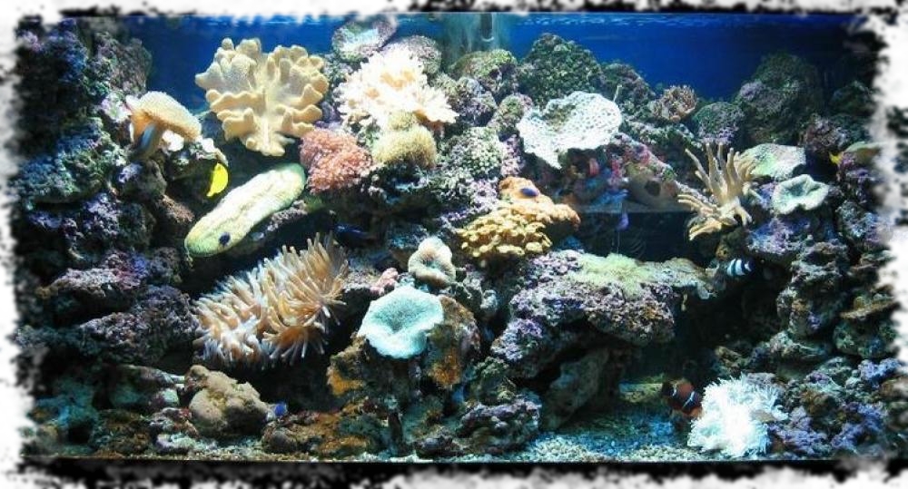 аквариумы фото морские