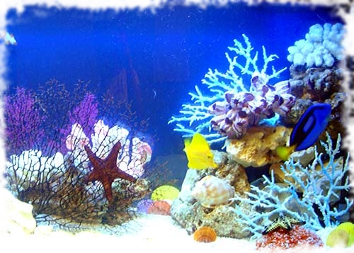 аквариум фото море