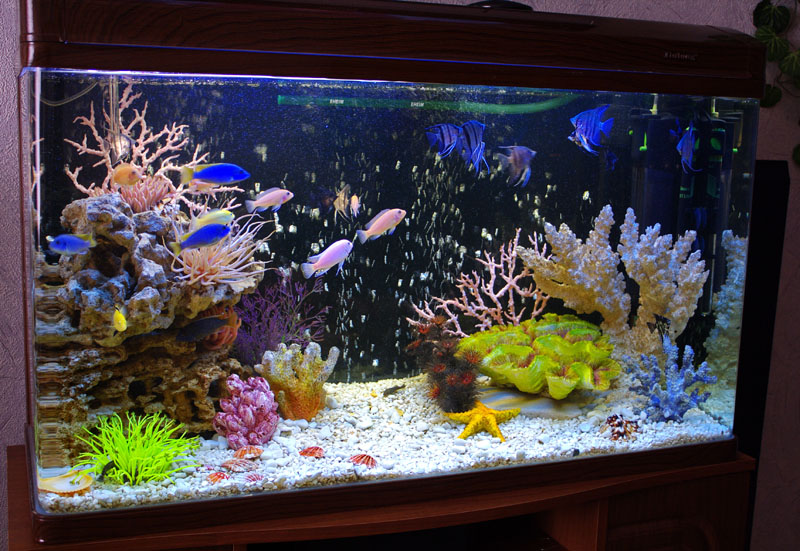 аквариум фотография моря