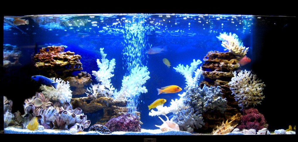 имитация моря в аквариуме