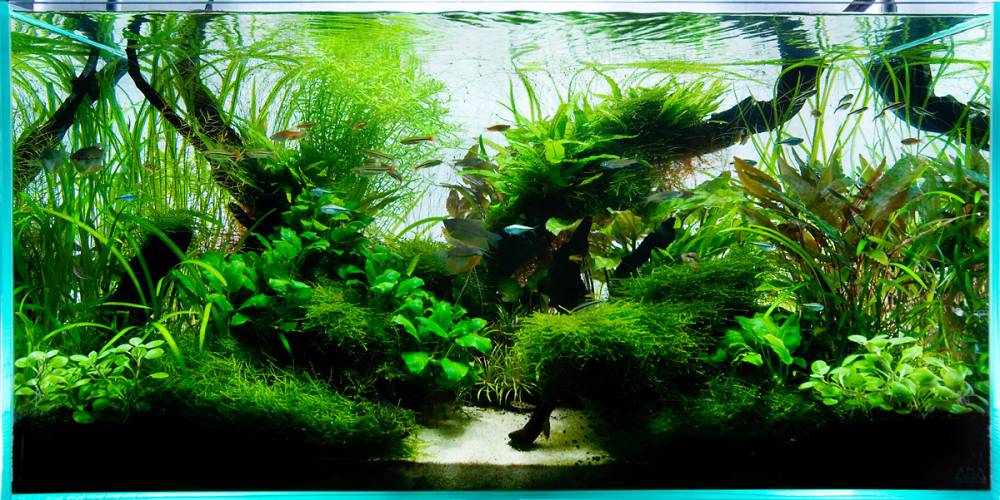 травник аквариум фото