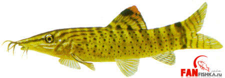 рыбки желтого цвета