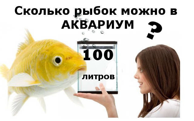 Сколько и каких рыб можно держать в аквариумах емкости 20, 50 и 100 литров,