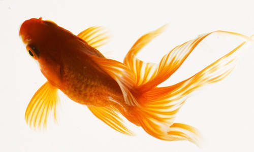 золотая рыбка красивый вид сверху