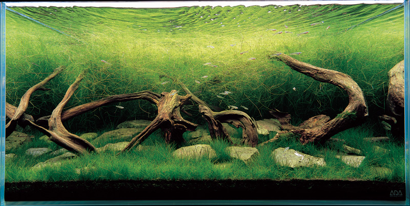 аквариум Такаши Амано с элиохарисом
