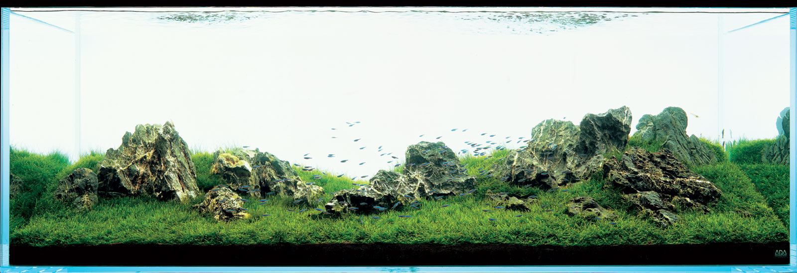 фото Такаши Амано аквариум ивагуми