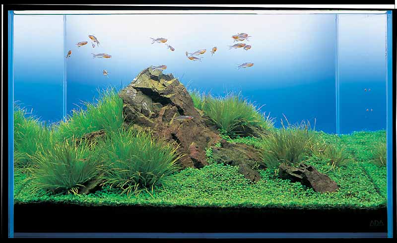 аквариум Такаши Амано с блиской