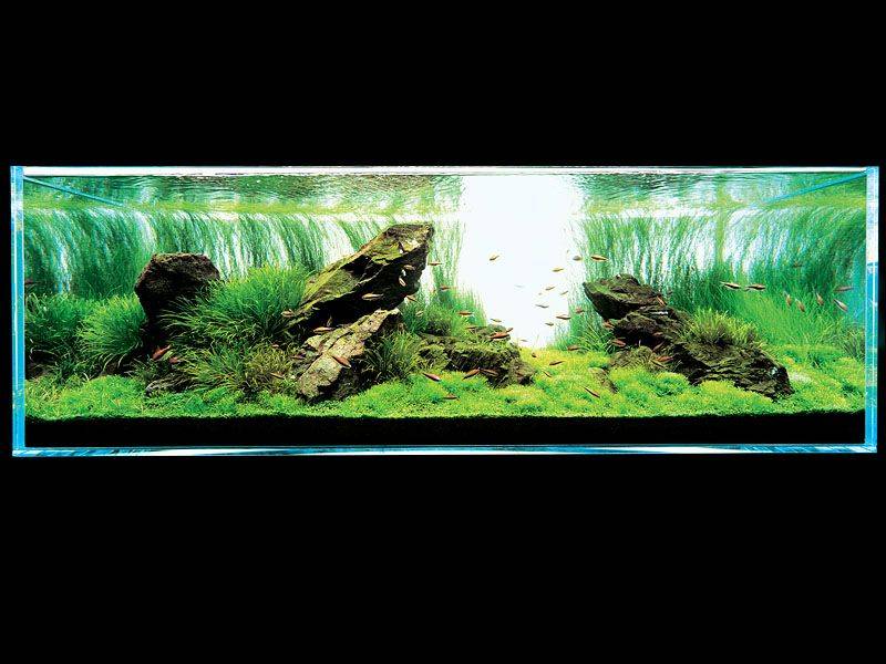 аквариум Амано с блиской