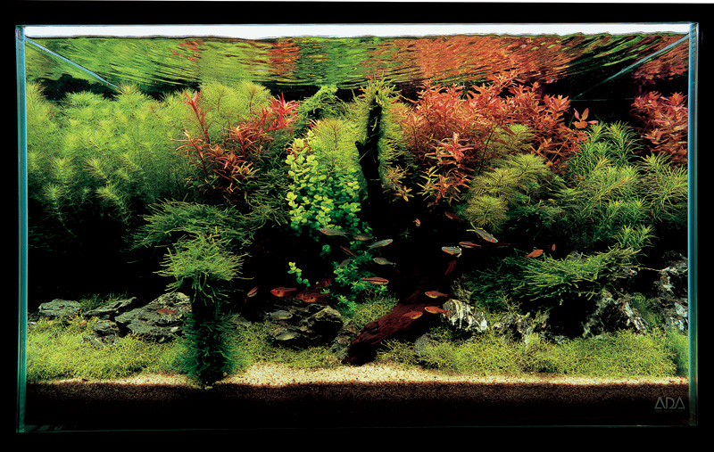 аквариум Такаши Амано с неприхотливыми растениями
