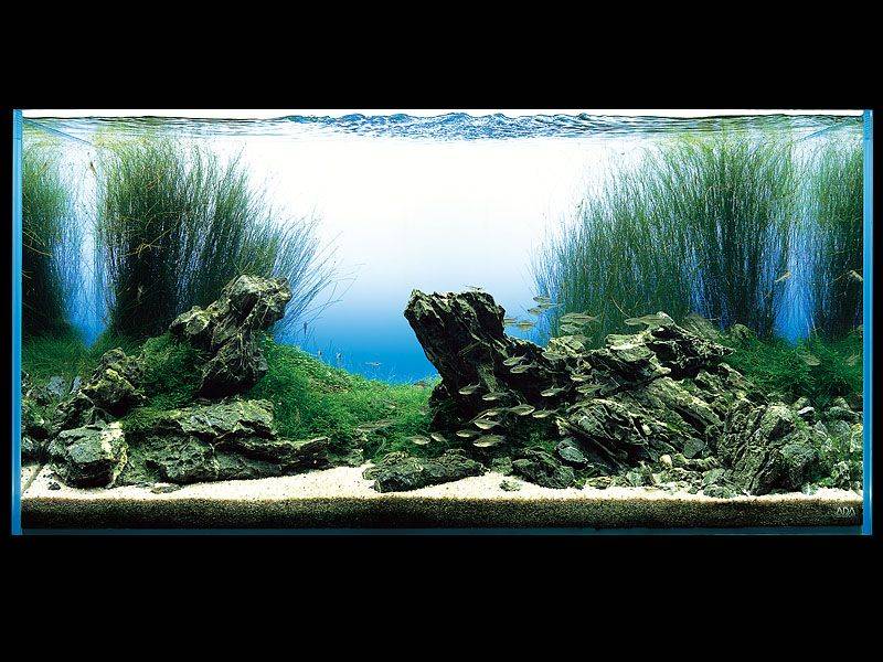 аквариум Амано с ситнягом