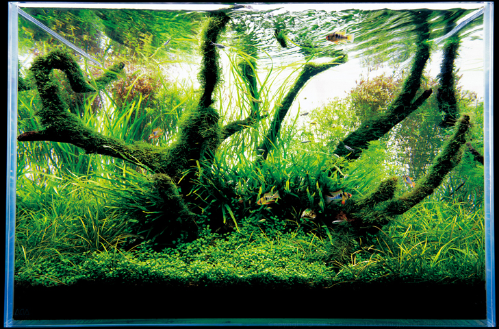 фотография аквариума Такаши Амано с корягами