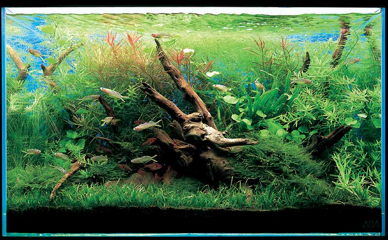 аквариум такаши амано с корягами