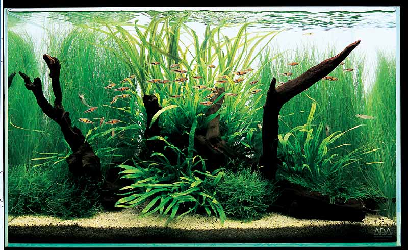 Амановский аквариум с корягами
