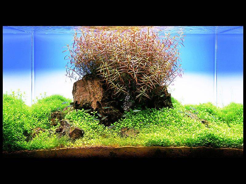 аквариум Амано с людвигией