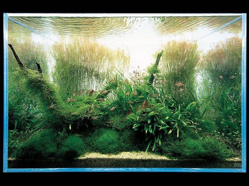 мох в аквариуме Такаши Амано