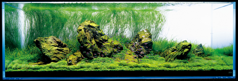 аквариум Амано красиво
