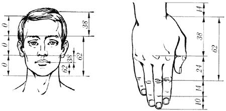 Золотые пропорции в лице и руке человека