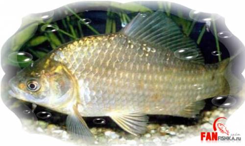 Разведение рыбы в пруду на даче