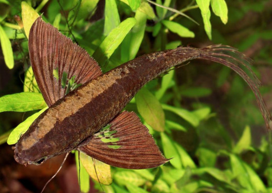 Пантодон – рыбка бабочка, фото-видео обзор