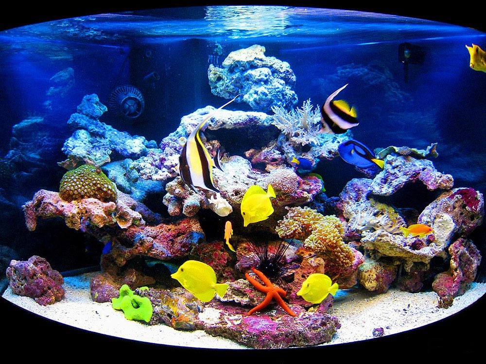 Морской аквариум у вас дома! С чего начать и сколько стоит?