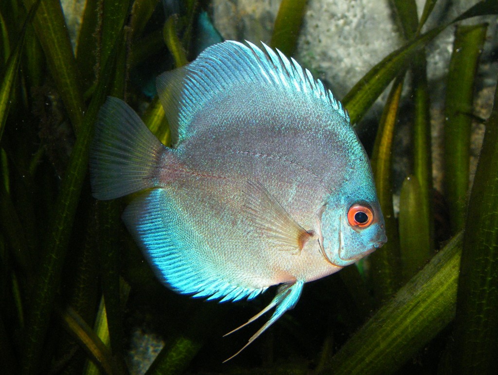 Голубой Дискус рыбка