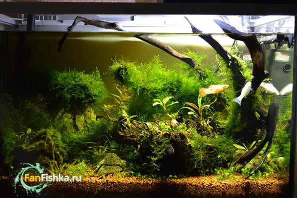 аквариум с мхами фото