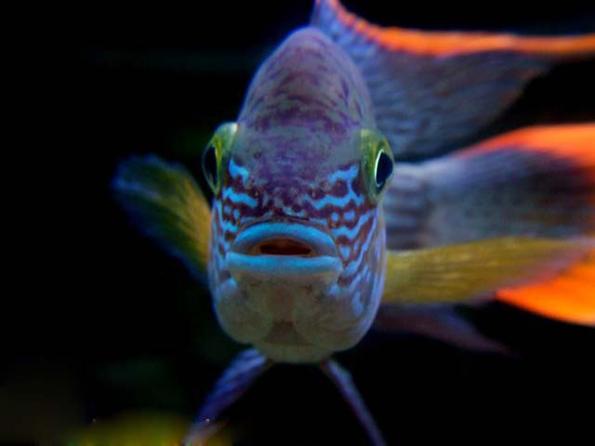 Акара бирюзовая: совместимость с другими рыбами, содержание и размножение в аквариуме