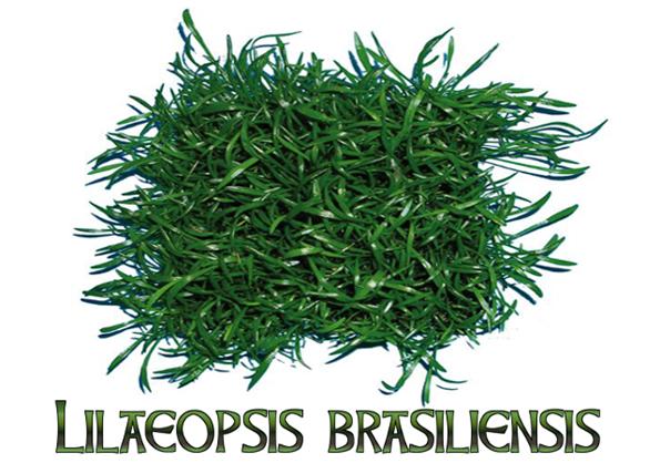 Лилеопсис бразильский