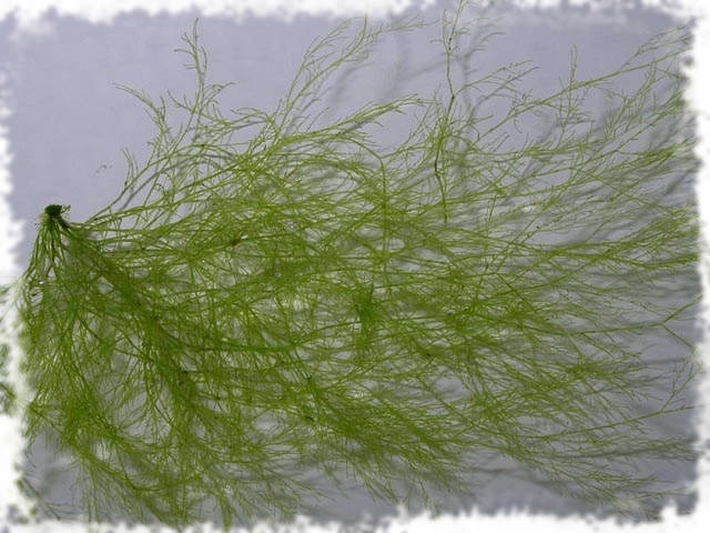 водоросль нитчатая кладофора