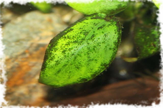 Как вылечить аквариумные водоросли thumbnail
