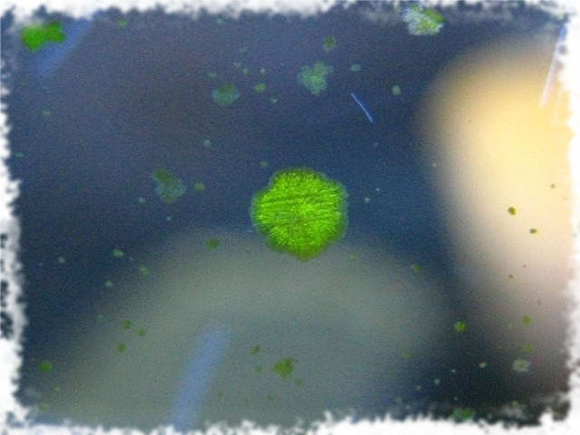 зеленый налет в аквариуме