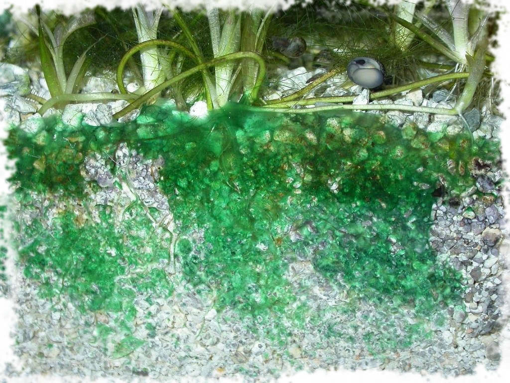 Как вылечить аквариум от водорослей