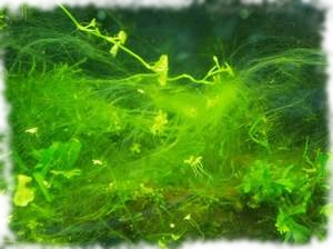 Как вылечить растения от водорослей thumbnail