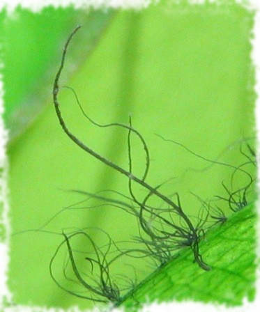 водоросль вьетнамка