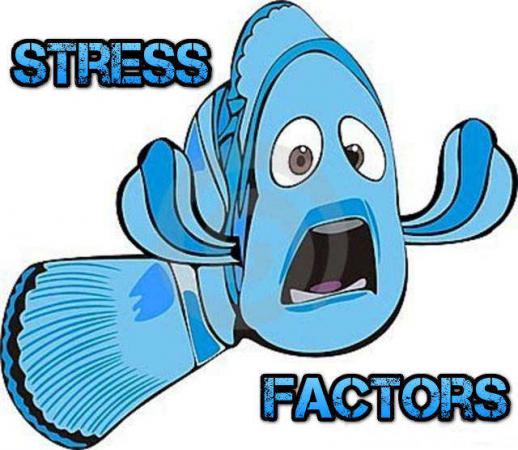 стресс у рыбки
