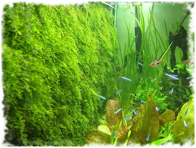 яванский мох на стенке аквариума