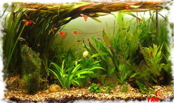Какая польза от аквариумных растений