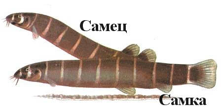 Карликовый лошадиноголовый вьюн (Acanthopsoides molobrion)
