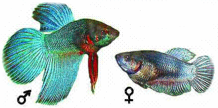 рыбка петушок самец самка