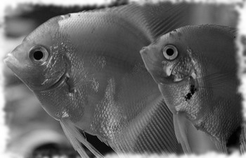 Скалярии, совместимость с другими рыбами