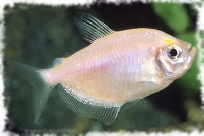 Рыбки Тетры – содержание и уход, описание, размножение, фото