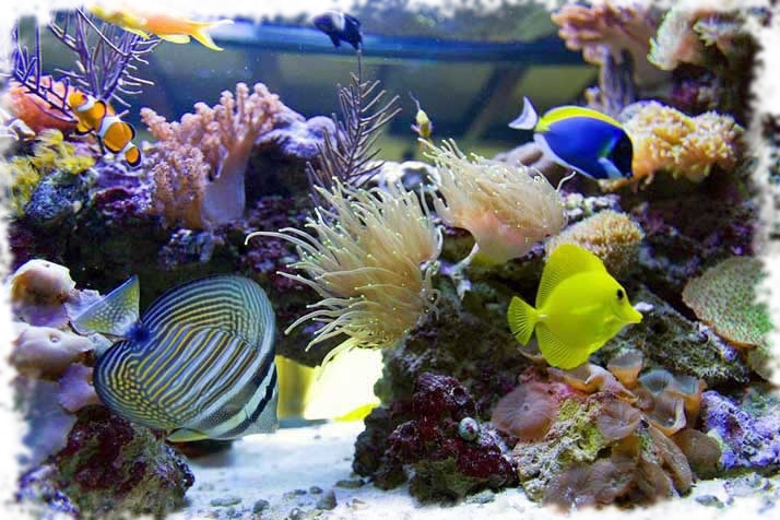 аквариумы морские фото