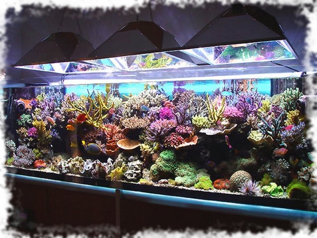 морские аквариумы фото