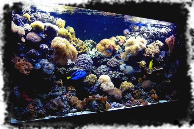 солоноводный аквариум фото