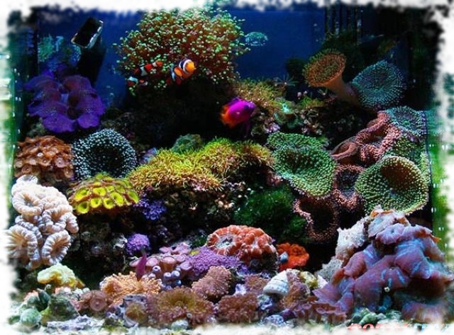 морские аквариумы фото