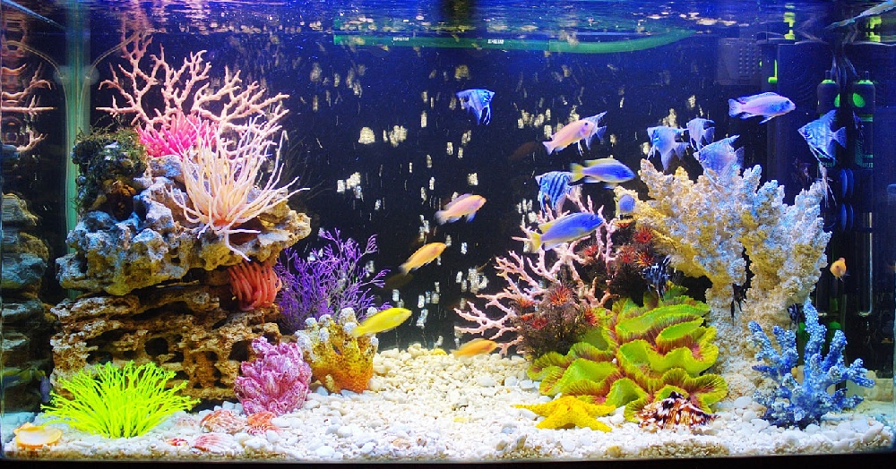 красивое фото аквариума псевдоморье